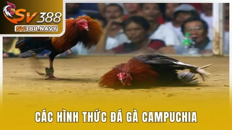 Đá Gà Campuchia Và 5 Loại Hình Thi Đấu Hot Nhất 2025 3 5 giải đá gà chính siêu hot tại Campuchia