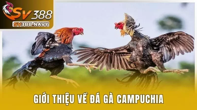 Đá Gà Campuchia Và 5 Loại Hình Thi Đấu Hot Nhất 2025 2 Sơ lược về chọi gà Campuchia