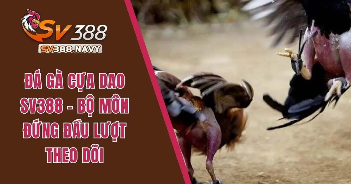 Đá Gà Cựa Dao SV388 - Bộ Môn Đứng Đầu Lượt Theo Dõi 1 đá gà cựa dao sv388