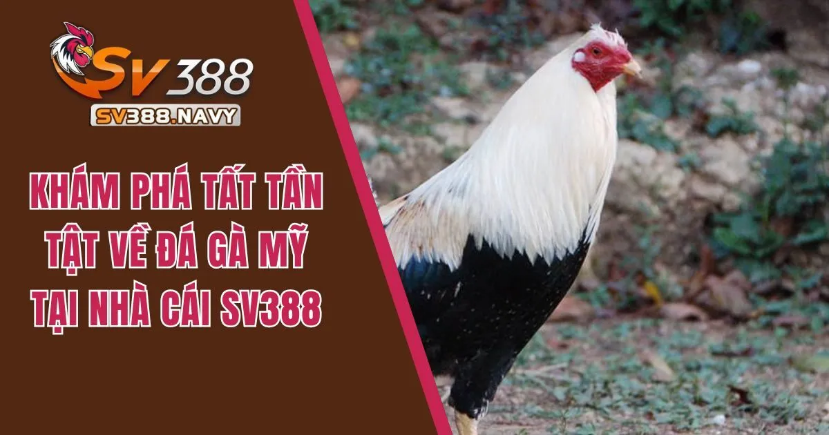 Khám Phá Tất Tần Tật Về Đá Gà Mỹ Tại Nhà Cái SV388  6 Đá gà Mỹ