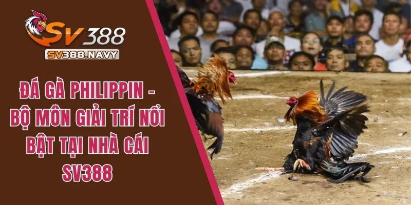 Đá Gà Philippin - Bộ Môn Giải Trí Nổi Bật Tại Nhà Cái SV388 5 Đá gà Philippin