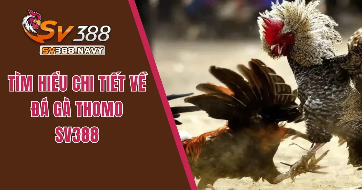 đá gà thomo sv388