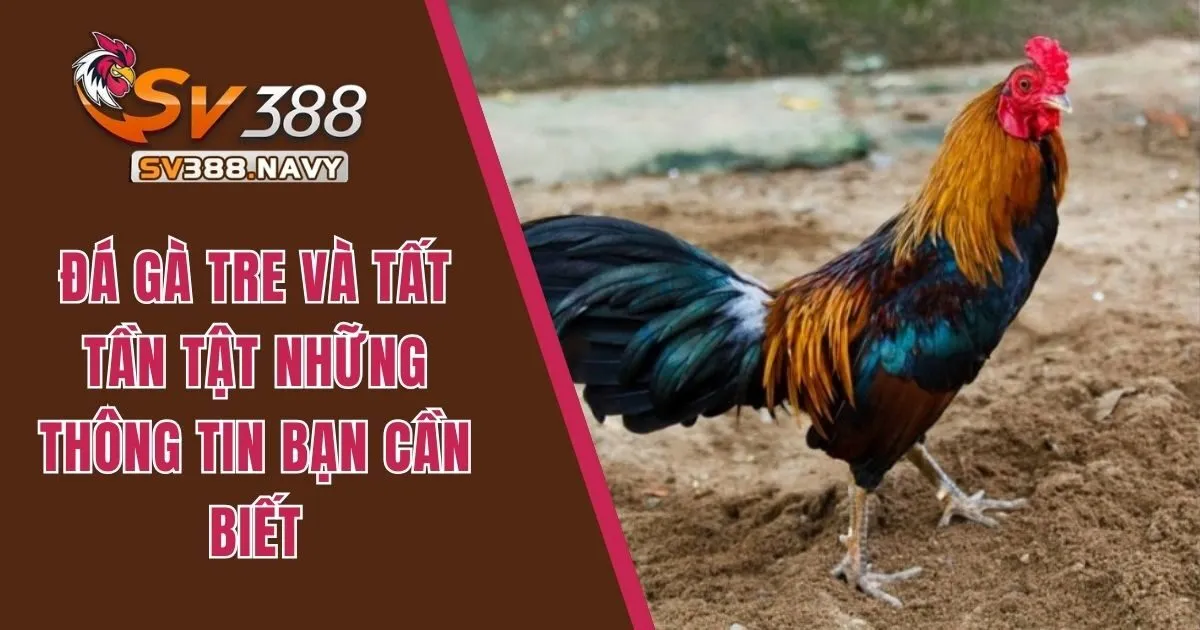 Đá Gà Tre Và Tất Tần Tật Những Thông Tin Bạn Cần Biết  3 Đá gà tre