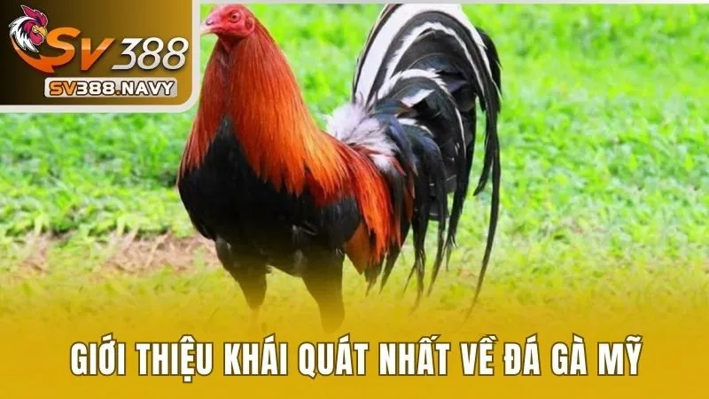 Khám Phá Tất Tần Tật Về Đá Gà Mỹ Tại Nhà Cái SV388 2 Giới thiệu khái quát nhất về đá gà Mỹ