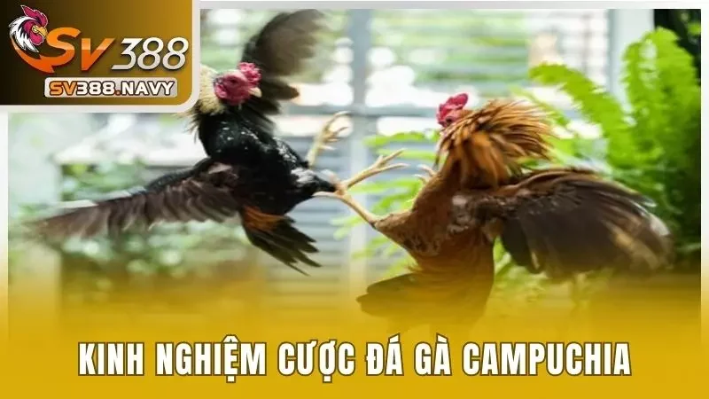 Đá Gà Campuchia Và 5 Loại Hình Thi Đấu Hot Nhất 2025 4 Kinh nghiệm dự đoán đúng chiến kê nào sẽ áp đảo