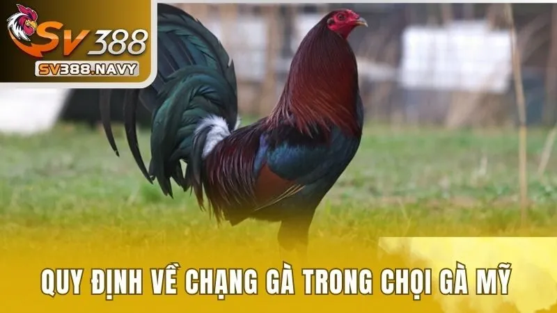 Khám Phá Tất Tần Tật Về Đá Gà Mỹ Tại Nhà Cái SV388 3 Quy định về chạng gà trong chọi gà mỹ